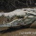 crocodile_american_tar_h_1527_cos2530.jpg